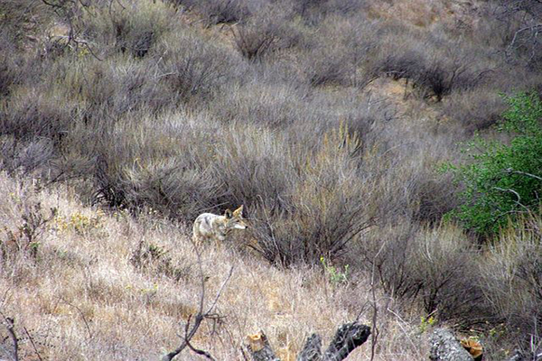 A selection of bushes with a coyote blending in.