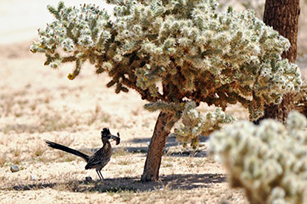 A roadrunner taking refuge in the shade underneath a thistle plant.