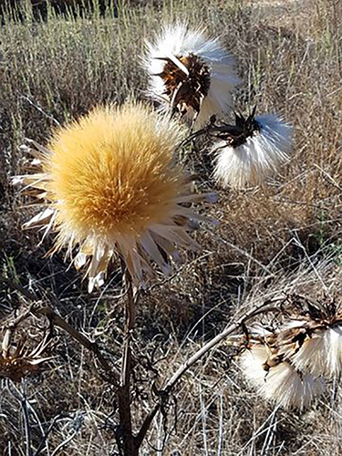 A thistle plant in bloom