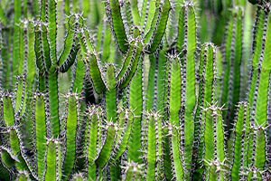 A concentrated group of bright green cacti.