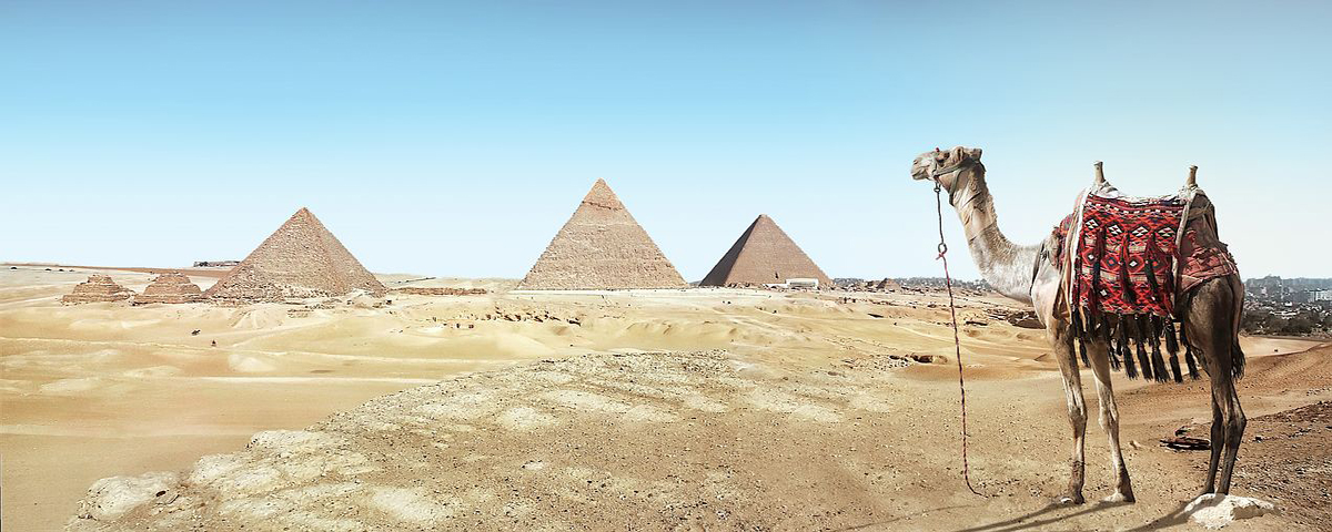 A camel looks over pyramids in the desert.