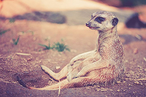 A merkat resting on the ground in a sitting position.