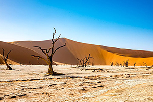 Dead trees in Namiba.