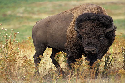 A North American bison.