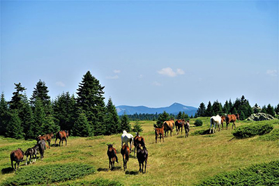 Some horses grazing in the mountainside.