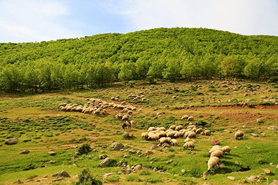 Sheep in a grassy field