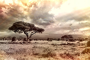 A lone tree in the savannah with an unaturally bright but cloudy sky above it.