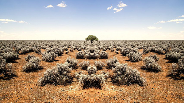 The more barren side of the savannah, with nothing but bushes for miles.