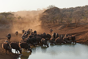 Buffalo buffalo buffalo buffalo buffalo buffalo buffalo buffalo.