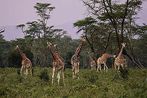 Some giraffes converge in a grassy field.