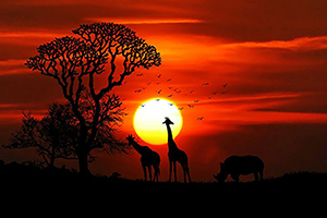 A deep red sunset with some giraffe.