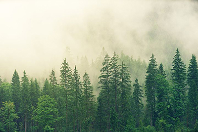 a sky photograph of pine trees with a hazy fog covering the sky.