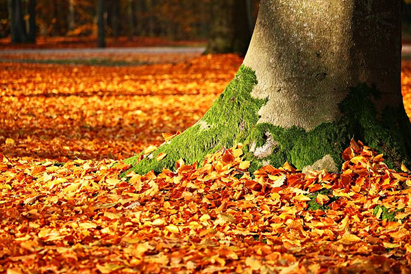 a tree with orange and red leaves surrounding it.