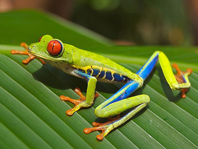 A small green frog with vibrant red eyes. Very small.