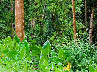 A tree with a selection of rainforest flora at its base.