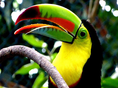 A toucan with vibrant lime colors.