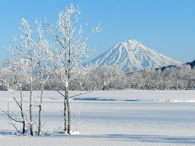 Snow-covered trees overlooking a snowy mountain.