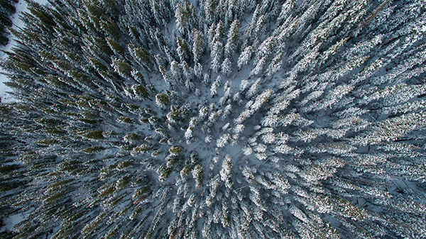 A top-down view of a snowy forest.