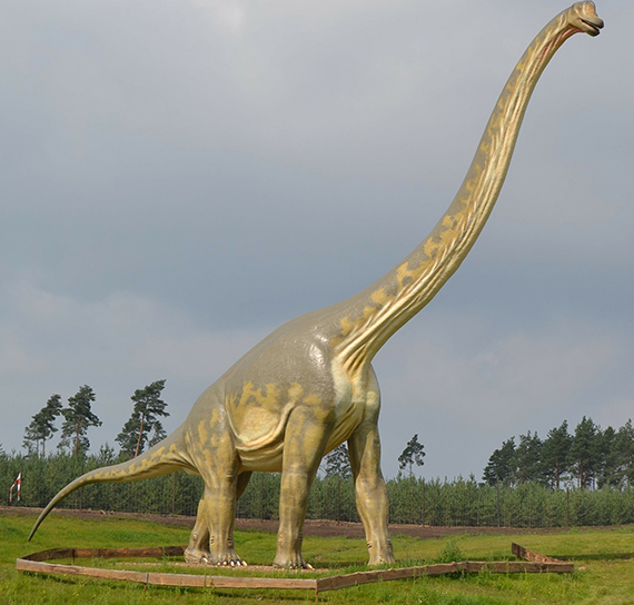 A Clear image of a single Brontosaurus, displaying its sheer size