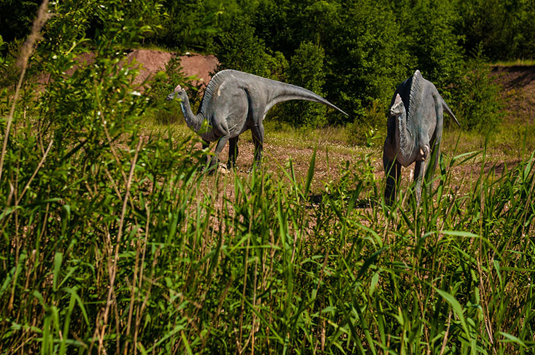 A Pair of diplos survey their area