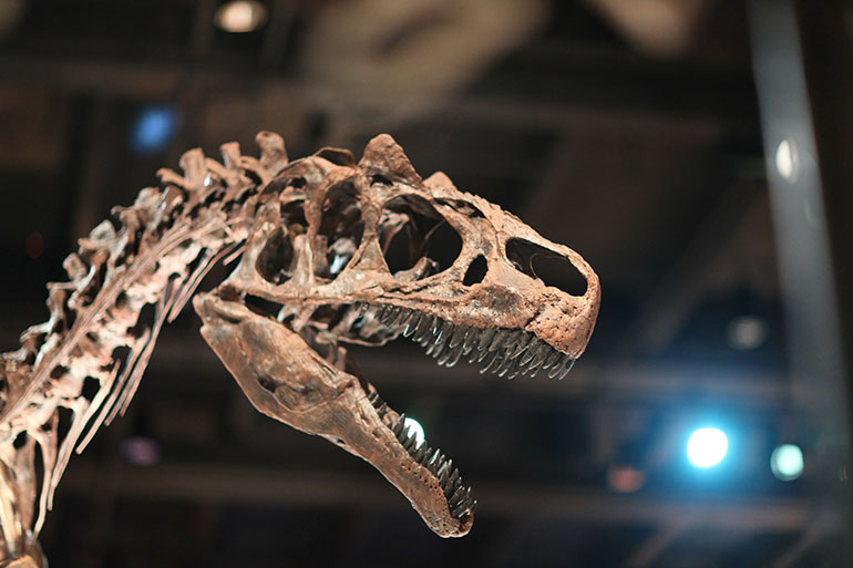 A T-rex fossil given a close-up display