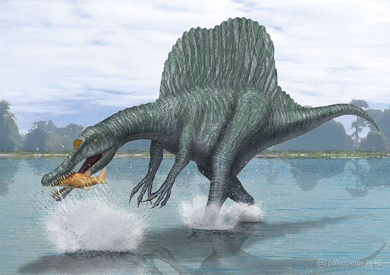 A spinosaurus in its natural habitat: gathering fish in a river