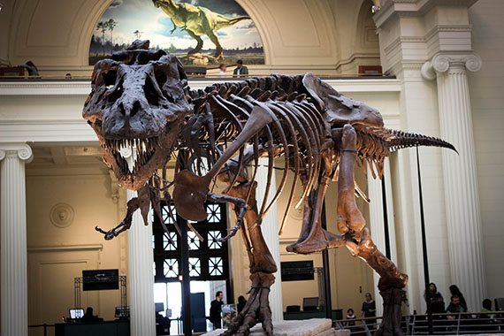 A T-Rex skeleton staring right at the camera