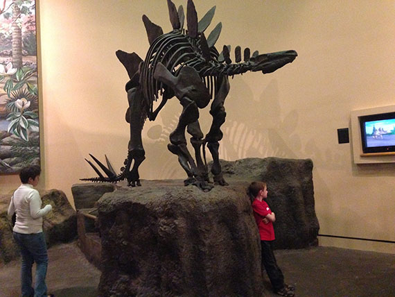 A Stegosaurus skeleton on display