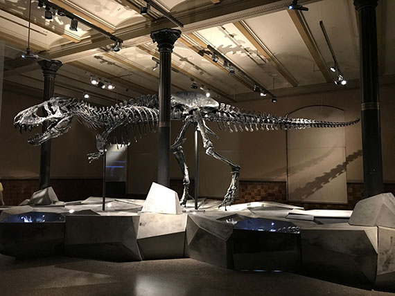 A T-Rex skeleton on display