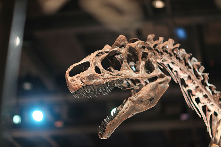 Close-up details of a t-rex  fossil