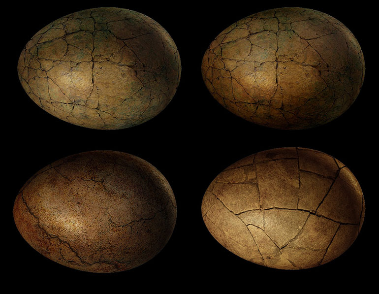 Close-up details of cracked dinosaur egg fossilsr