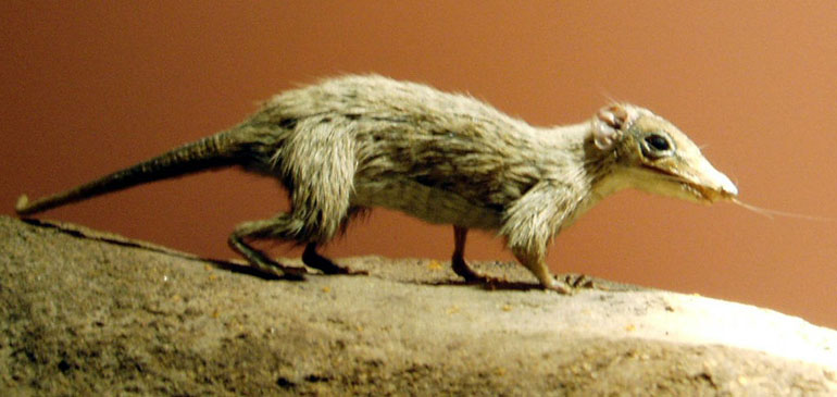 An ancient mammal that survived alongside the dinosaurs