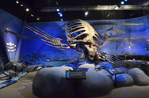 A fossil of an archleon on display in an aquarium