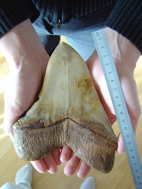 A tooth from a megalodon, the ancient shark