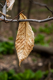 A close-up image of a dull, clear and tan leaf still hanging from a branch