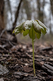 A small dying sprout in the shape of an umbrella, located close to the ground.