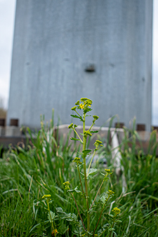 A small weed standing tall in front of a phone tower.