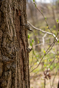 A tree with two branches sticking out in a way that resembles a mouth