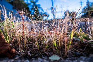 A Close-up view of small grasses on a road