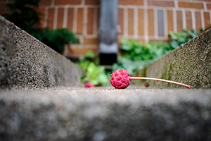 A Bright red berry resting in the middle of a storm drain