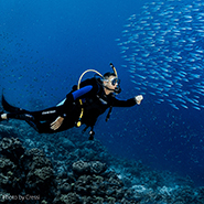 A Scuba diver reaching out to a school of fish.