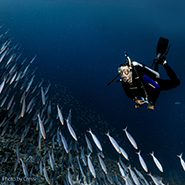 A diver approaches a school of fish.