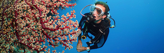 A diver observes bright, vibrant coral.