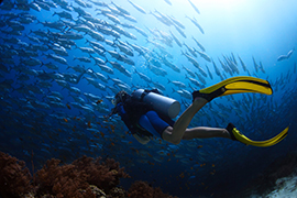 A diver swims twoards a school of fish