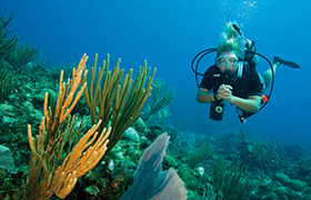 A diver finds some coral underwater