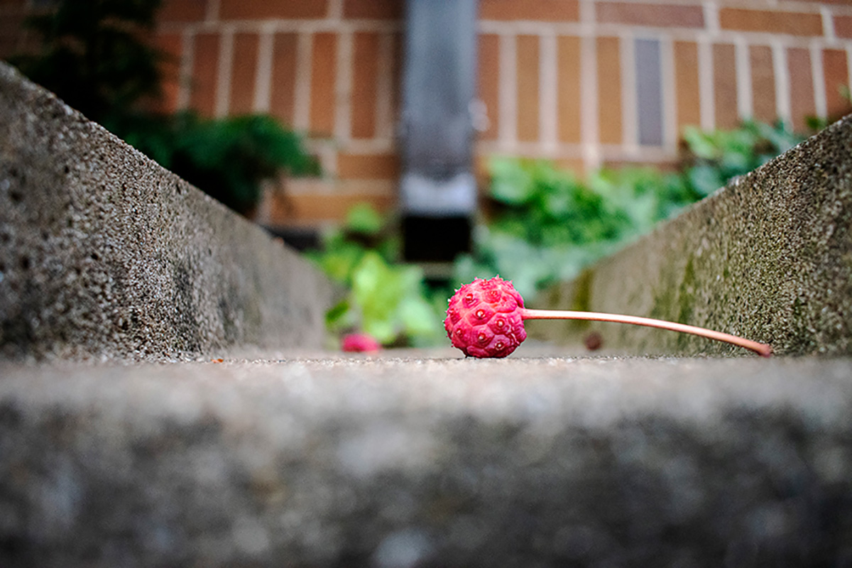 A Close-up view of a berry in a storm drain.