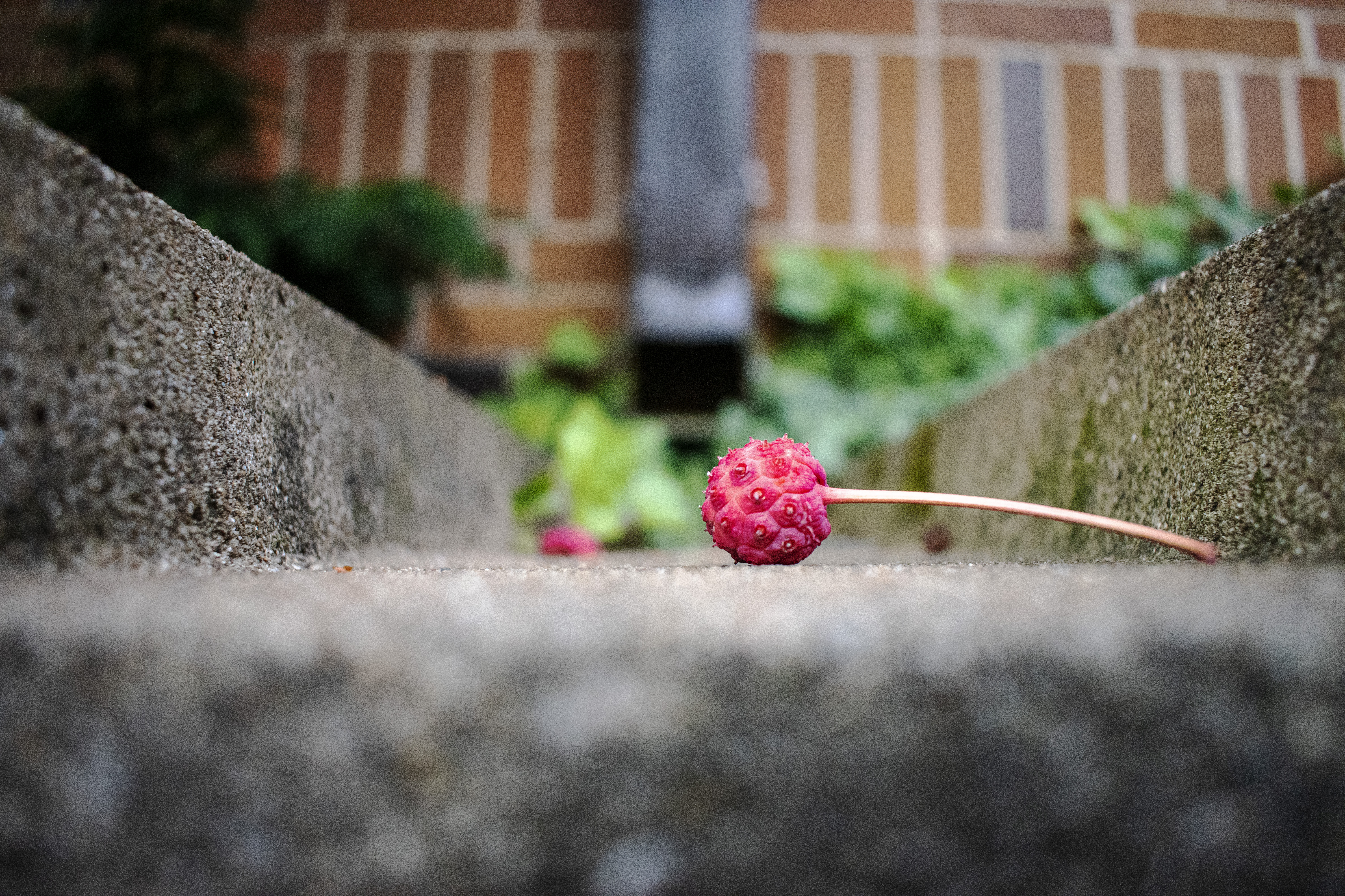 A Close-up view of a berry resting in a storm drain. The drain itself resist ominously in the background out of focus.