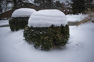 Two bushes with a mound of snow on top of them, forming a cap-like shape.