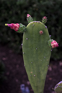 A Budding cactus in the spring