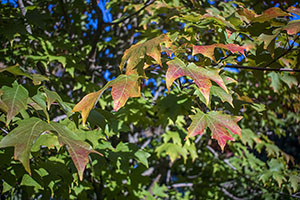 Vibrant leaves in the process of changing colors